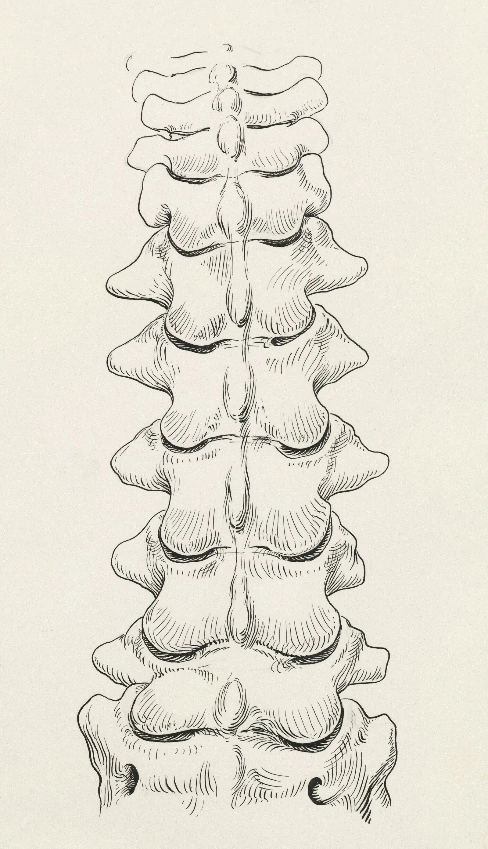 Vintage anatomical sketch of the human spine